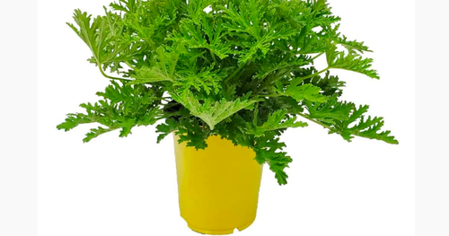 Citronella Plant Giveaway!